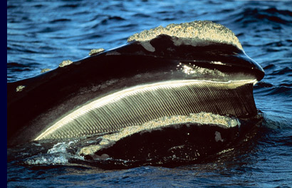 Balein walvis