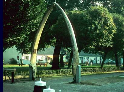 Walviskaken op Schiermonnikoog
