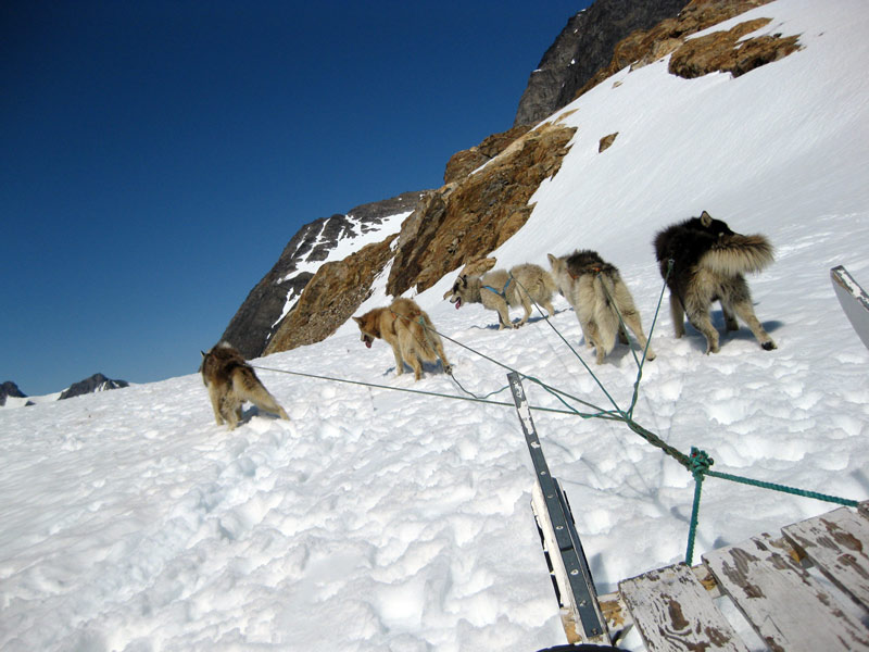 Oost-Groenlandse sledehonden