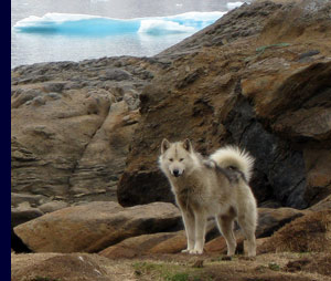 Oost-Groenlandse sledehond