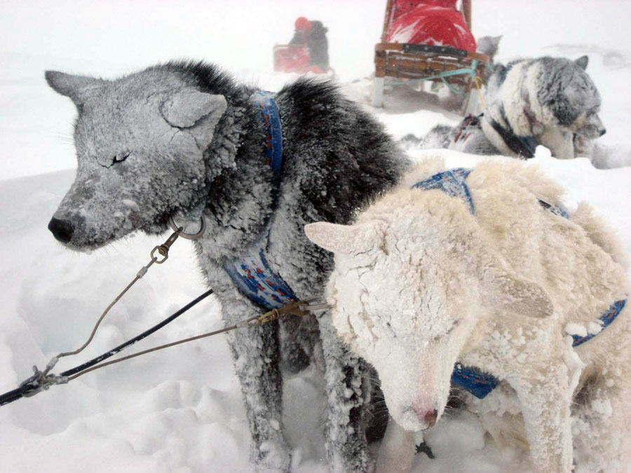 Sledehonden in een sneeuwstorm