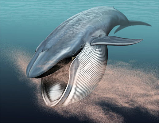 Balein walvis