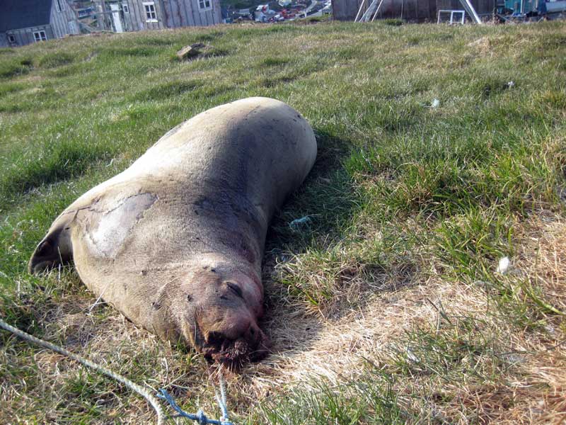 Zeehond als hondenvoer