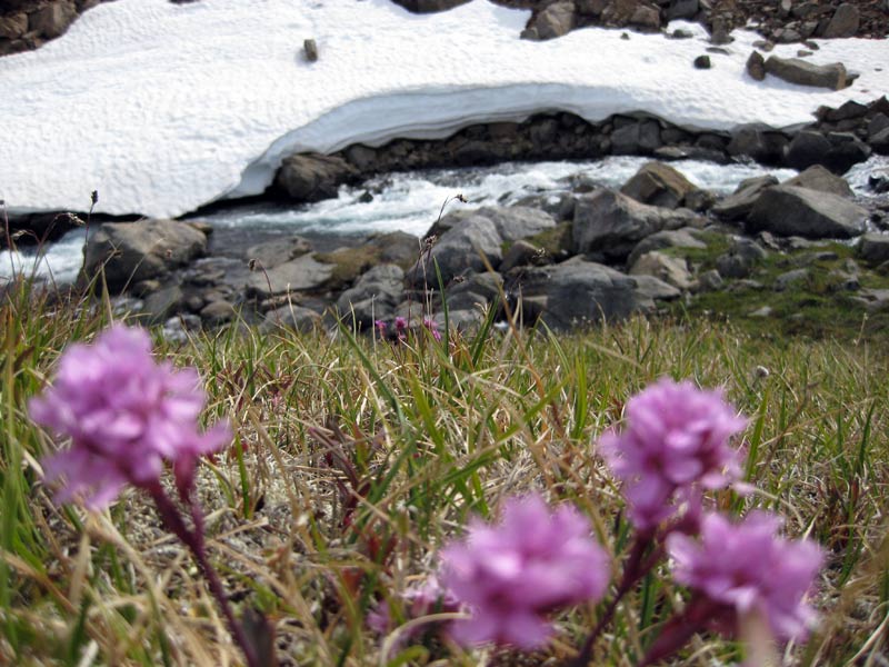 Bloemenvallei bij Tasiilaq, Oost-Groenland