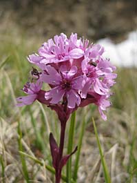 Bloemenvallei bij Tasiilaq, Oost-Groenland