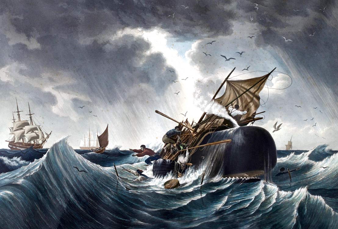 Walvis vernietigt walvisvaarder