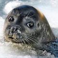 Zeehonden